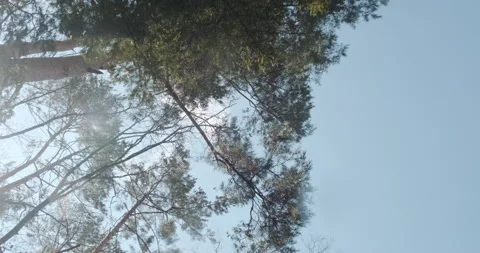Beautiful walk in pine tree forest in back light. Sun rays through tops of tree Stock Footage 134548323