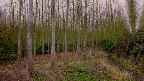 Beautiful walk through Forest 库存影片 126594898