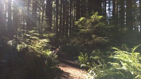 Beautiful Walk Through Forest with Sun Lens Flares Stock Footage 147977198