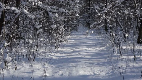 A beautiful walk through the winter forest. Trees, branches and bushes. Stock-Footage 148197320