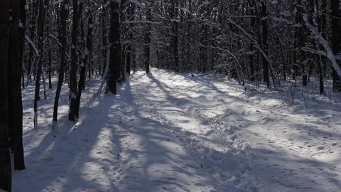 A beautiful walk through the winter forest. Trees, branches and bushes. Stock-Footage 148962491
