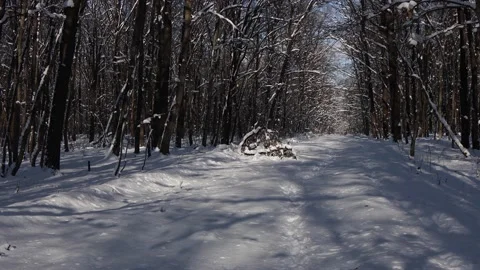 A beautiful walk through the winter forest. Trees, branches and bushes. Stock Footage 149579797