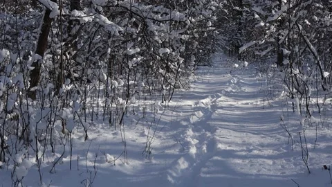 A beautiful walk through the winter forest. Trees, branches and bushes. Stock Footage 149579840