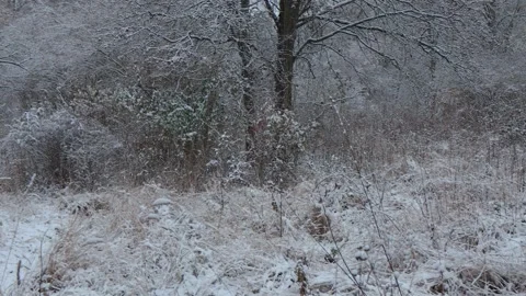 A beautiful walk through the winter forest. Trees, branches and bushes Video stock 257543661
