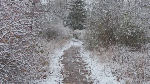 A beautiful walk through the winter forest. Trees, branches and bushes Stockbeeldmateriaal 259849805