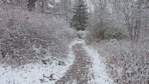 A beautiful walk through the winter forest. Trees, branches and bushes 库存影片 260242618