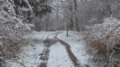 A beautiful walk through the winter forest. Trees, branches and bushes Stock Footage 260242937