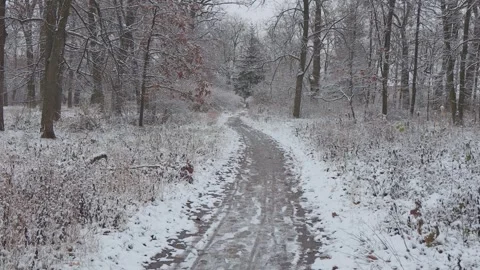 A beautiful walk through the winter forest. Trees, branches and bushes 스톡 동영상 260243038