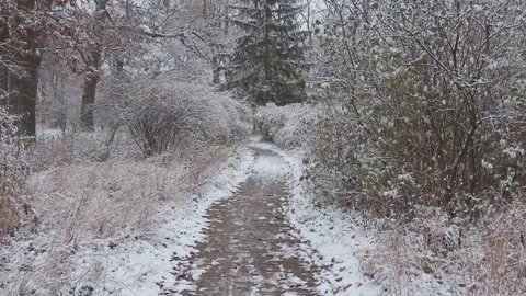 A beautiful walk through the winter forest. Trees, branches and bushes Stock Footage 260933093