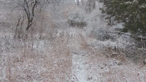 A beautiful walk through the winter forest. Trees, branches and bushes Vídeo Stock 260933116