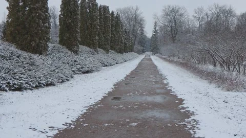 A beautiful walk through the winter forest. Trees, branches and bushes Stock-Footage 260933131