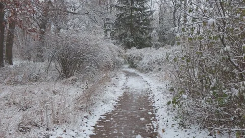 A beautiful walk through the winter forest. Trees, branches and bushes Видео 261067366