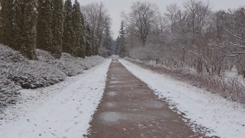 A beautiful walk through the winter forest. Trees, branches and bushes Stock Footage 261068193