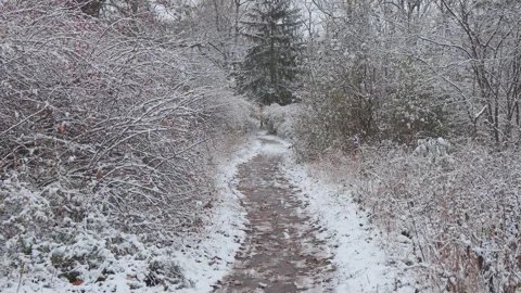 A beautiful walk through the winter forest. Trees, branches and bushes Stock Footage 261192913