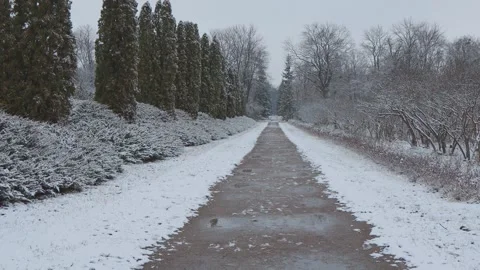 A beautiful walk through the winter forest. Trees, branches and bushes Stock-Footage 261193369