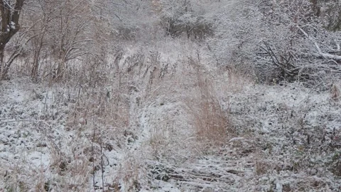 A beautiful walk through the winter forest. Trees, branches and bushes Stock Footage 261554604