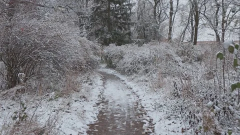 A beautiful walk through the winter forest. Trees, branches and bushes Vídeos de archivo 261554618