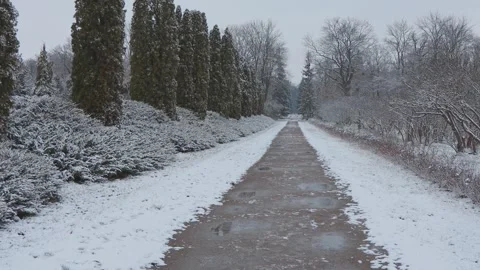 A beautiful walk through the winter forest. Trees, branches and bushes Stock-Footage 261554630