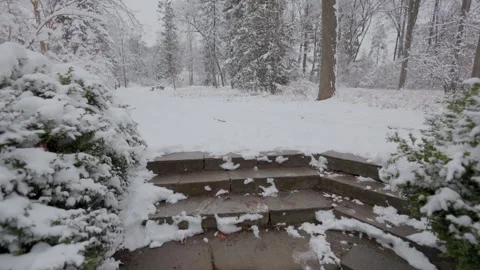 A beautiful walk through the winter forest. Trees, branches and bushes Stock Footage 266985329