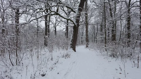 A beautiful walk through the winter forest. Trees, branches and bushes 스톡 동영상 269061866