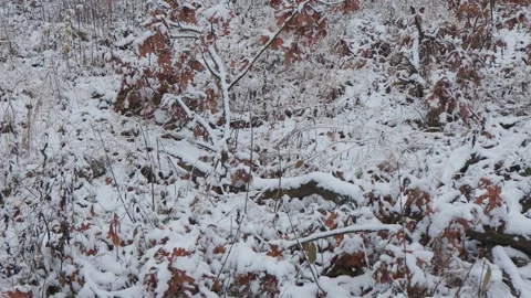 A beautiful walk through the winter forest. Trees, branches and bushes Vídeos de archivo 274632993