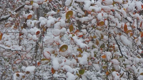 A beautiful walk through the winter forest. Trees, branches and bushes Stock Footage 275011087
