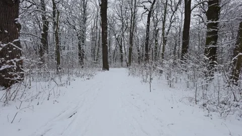 A beautiful walk through the winter forest. Trees, branches and bushes Stock Footage 287355357