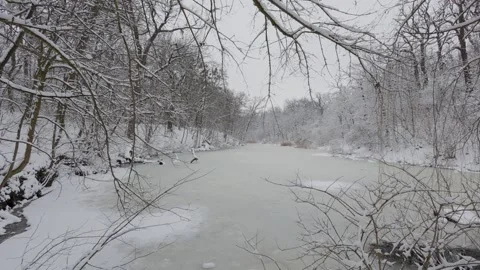 A beautiful walk through the winter forest. Trees, branches and bushes Video stock 287355423
