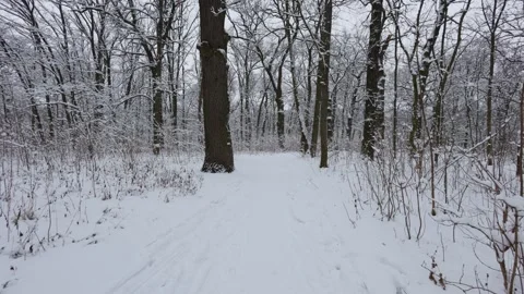 A beautiful walk through the winter forest. Trees, branches and bushes 库存影片 287624389