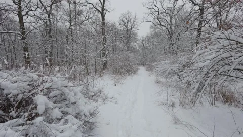 A beautiful walk through the winter forest. Trees, branches and bushes 库存影片 287624714