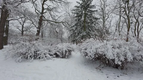A beautiful walk through the winter forest. Trees, branches and bushes Video stock 287624724