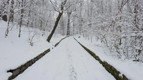 A beautiful walk through the winter forest. Trees, branches and bushes Stock Footage 287624725