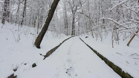 A beautiful walk through the winter forest. Trees, branches and bushes Stock Footage 287752693