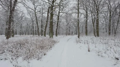 A beautiful walk through the winter forest. Trees, branches and bushes Video stock 287752749