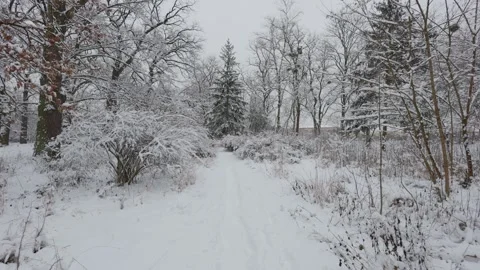 A beautiful walk through the winter forest. Trees, branches and bushes Video stock 287752783