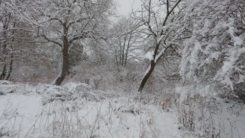 A beautiful walk through the winter forest. Trees, branches and bushes 스톡 동영상 287752880