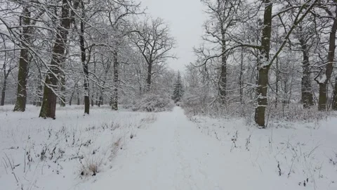 A beautiful walk through the winter forest. Trees, branches and bushes 스톡 동영상 287752980