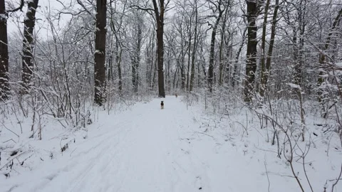 A beautiful walk through the winter forest. Trees, branches and bushes 库存影片 288027318
