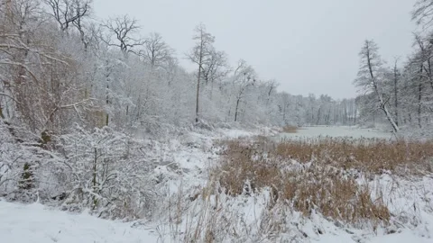 A beautiful walk through the winter forest. Trees, branches and bushes Stock Footage 288027356