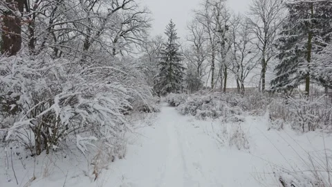A beautiful walk through the winter forest. Trees, branches and bushes Vidéo 288028204
