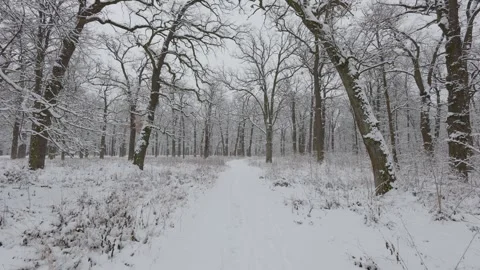 A beautiful walk through the winter forest. Trees, branches and bushes Video stock 288028573