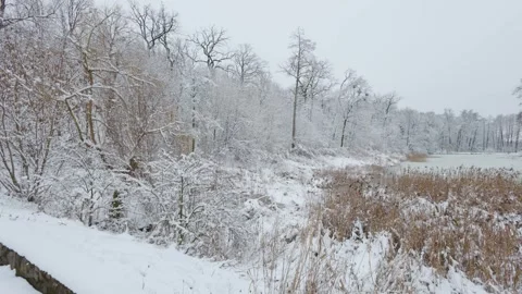 A beautiful walk through the winter forest. Trees, branches and bushes Stock-Footage 288085742
