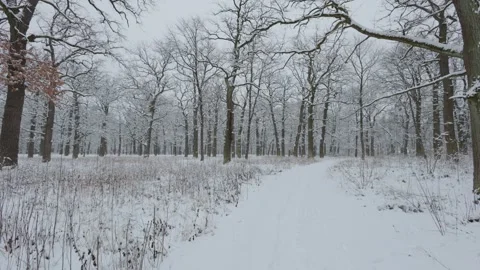 A beautiful walk through the winter forest. Trees, branches and bushes Stock Footage 288086115