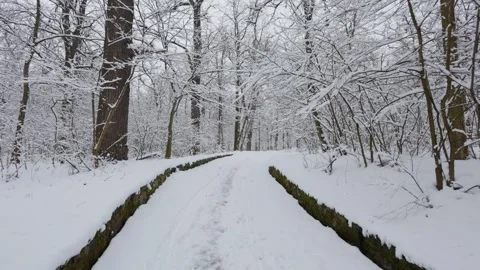 A beautiful walk through the winter forest. Trees, branches and bushes 库存影片 288199441
