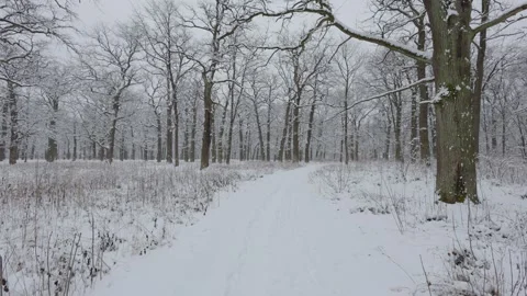 A beautiful walk through the winter forest. Trees, branches and bushes 库存影片 288199492