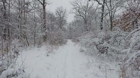 A beautiful walk through the winter forest. Trees, branches and bushes Stockbeeldmateriaal 288199707