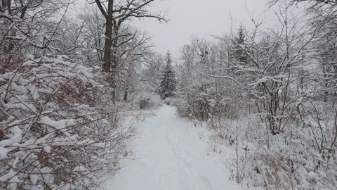 A beautiful walk through the winter forest. Trees, branches and bushes Stock Footage 288199790
