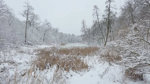 A beautiful walk through the winter forest. Trees, branches and bushes Stock Footage 288900508
