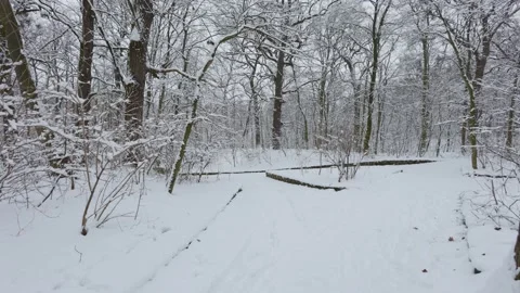 A beautiful walk through the winter forest. Trees, branches and bushes 動画素材 288900588