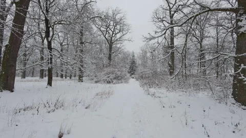 A beautiful walk through the winter forest. Trees, branches and bushes 库存影片 289099198
